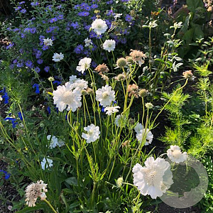 Scabiosa caucasica 'Miss Willmott' GM P9