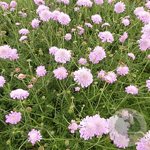 Scabiosa columbaria 'Pink Mist' GM P9