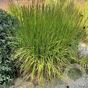 Schizachyrium scoparium 'Cairo' GM P9