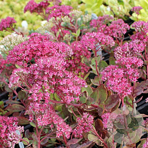 Sedum 'Ruby Glow' GM P9