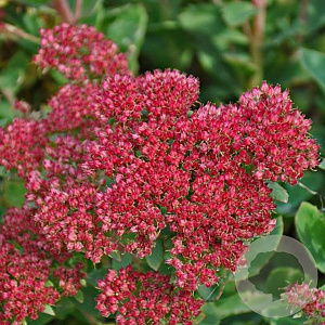 Sedum telephium 'Munstead Dark Red' GM P9