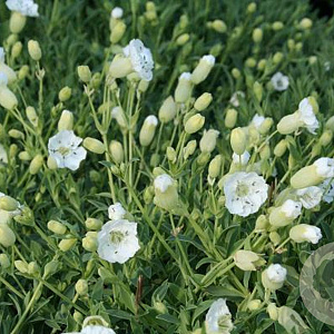 Silene uniflora 'Weisskehlen' GM P9