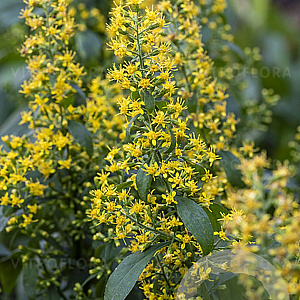 Soldago flexicaulis Flexi Bell GM P9