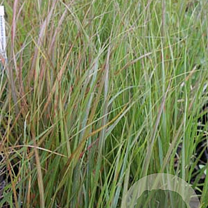 Stipa arundinacea GM P9