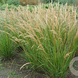 Stipa calamagrostis GM P9