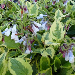 Symphytum grandiflorum 'Goldsmith' GM P9