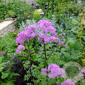 Thalictrum aquilegifolium 'Thundercloud' GM P9