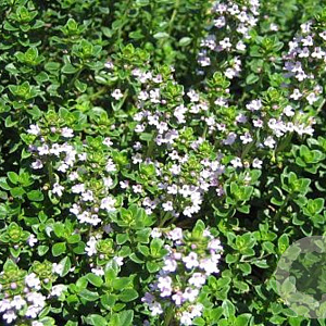 Thymus citriodorus 'Lemon' GM P9