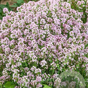 Thymus vulgaris 'Compactus' GM P9