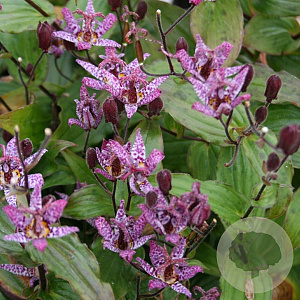Tricyrtis formosana 'Dark Beauty' GM P9