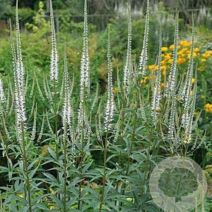 Veronicastrum virginicum 'Alba' GM P9
