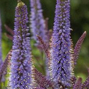 Veronicastrum virginicum 'Cupid' GM P9