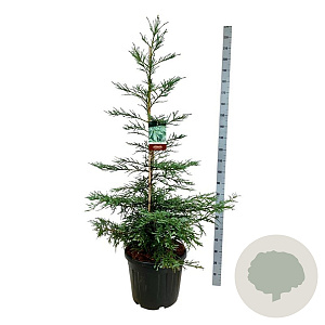 Sequoia semp. 'Steel Blue' 150-175 cm cont. 55L extra