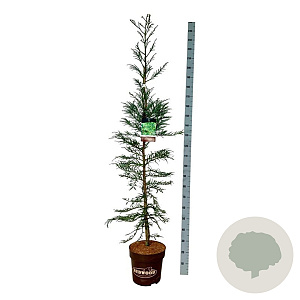 Sequoia s. 'Xeno' 175-200 cm 15L