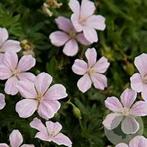 Geranium sang. Frivolius Pink GM  P11