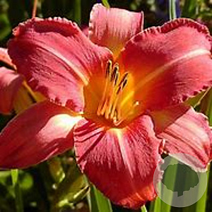 Hemerocallis 'Persian Princess' GM P9