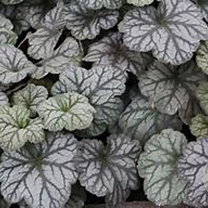 Heuchera 'Flores Snow' GM  P11