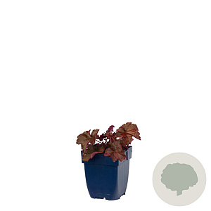 Heuchera m. 'Palace Purple' GM  P11