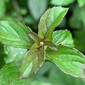 Mentha piperita 'Basil' GM  P11