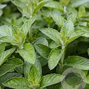Mentha piperita 'Lemon' GM  P11