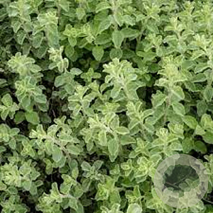 Origanum vulg. 'Hot Spicy' GM  P11