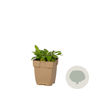 Succisa pratensis GM P11