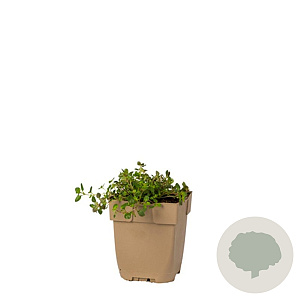 Thymus pulegioides GM  P11