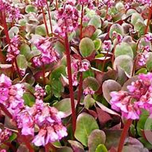 Bergenia 'Ouverture' GM  P11