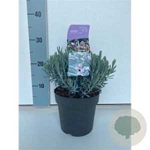 Andromeda polifolia 'Blue Lagoon' 20-25 cm 2,0L