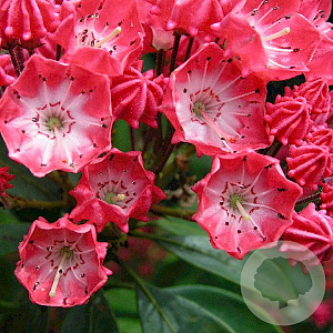 Kalmia lat. 'Beacon' 25-30 cm 4,0L