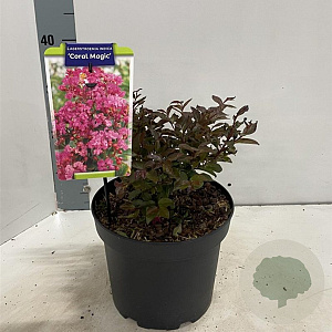 Lagerstroemia i. 'Coral Magic' 30-40 cm 5,0L