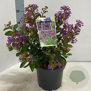Lagerstroemia i. Purple Star 30-40 cm 5,0L