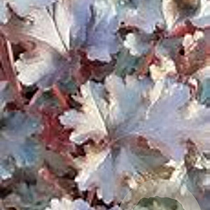 Heuchera vill. 'Hip Hip Hooray' GM  P11