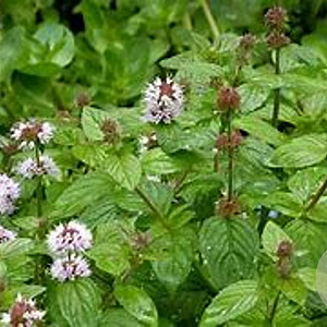 Mentha pip. 'Black Mitcham' GM  P11