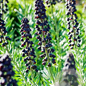 Fritillaria persica verpakt per 10