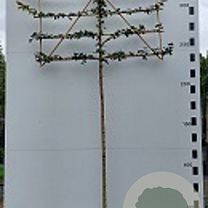 Acer campestre 200 cm stam 40L leiboom 10-12