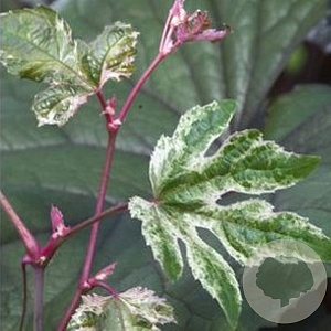 Ampelopsis glandulosa 'Elegans' 50-60 cm 2,0L