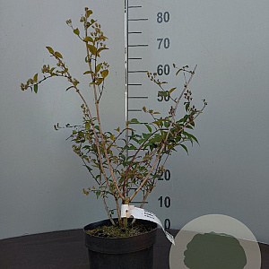 Deutzia purp. 'Kalmiiflora' 40-50 cm 2,0L