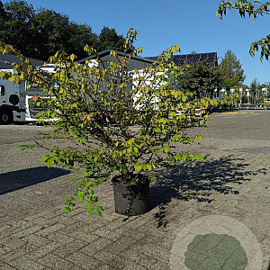 Euonymus alatus 100-125 cm 12L