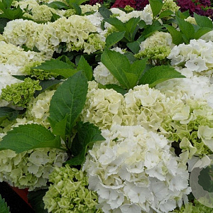 Hydrangea macrophylla 'Snowball' GM C3