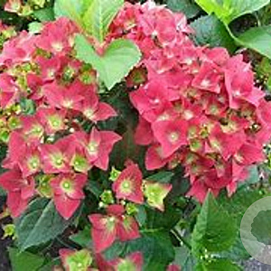 Hydrangea m. 'AB Green Shadow' GM C3