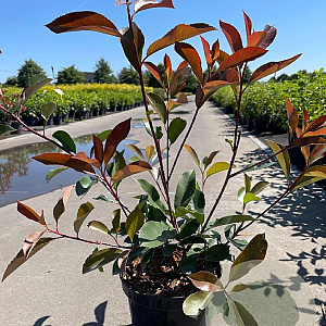 Photinia fraseri 'Red Robin' 50-60 cm 3,0L