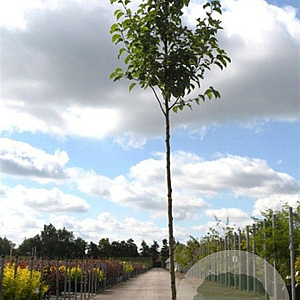 Pyrus calleryana 'Chanticleer' 10-12 HO 35L