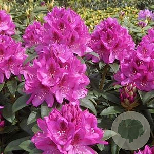 Rhododendron 'Anah Kruschke' 40-50 cm 5,0L