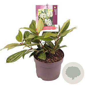 Viburnum davidii 15-20 cm 2,0L