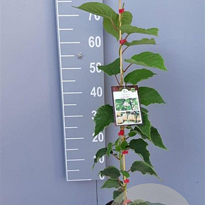 Actinidia deliciosa 'Hayward' 80-100 cm 2,0L