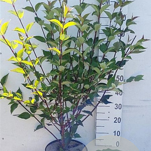 Cornus alba 'Kesselringii' 80-100 cm 10L