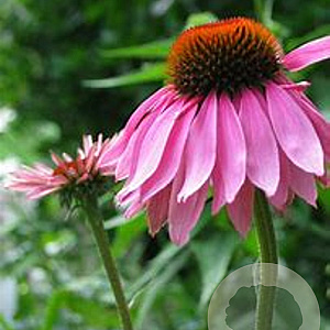 Echinacea GM  P11