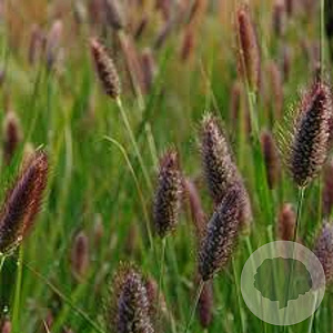 Pennisetum thunbergii 'Red Buttons' GM  P11