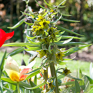 Fritillaria 'Green Eyes' verpakt per 10
